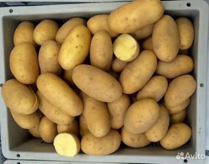 Продам семеные картошки