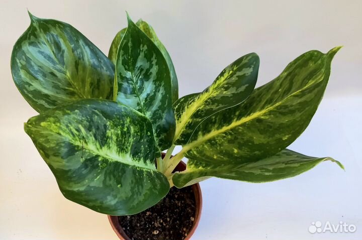 Аглаонема Тайская