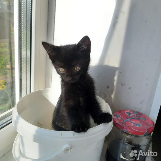 Котята мейн-кун метис