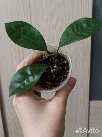 Каламондин укорененный черенок