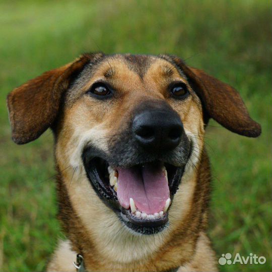 Замечательная собака в добрые руки бесплатно