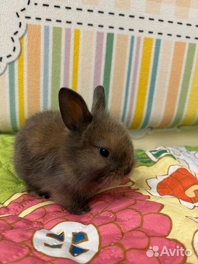 Кролики декоративные мини