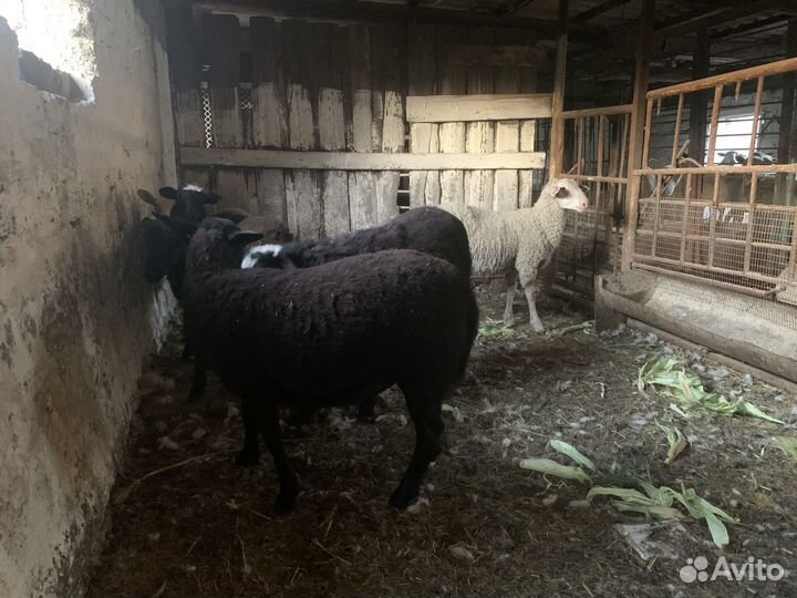 Овцы бараны ягнята