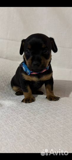 Щенки цвергпинчера