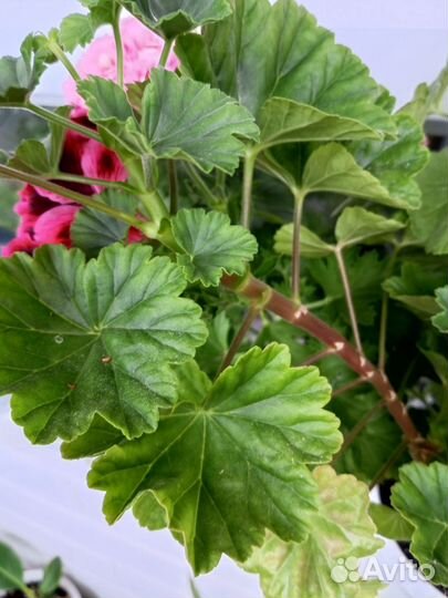 Пеларгония герань сортовая
