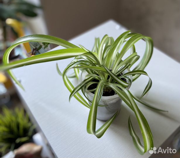 Хлорофитум