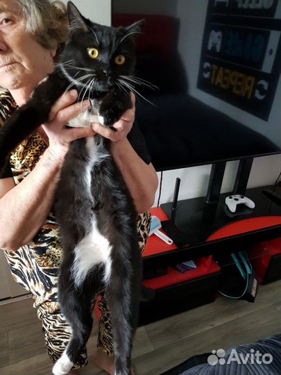 Отдам в хорошие руки обычную кошечку :3