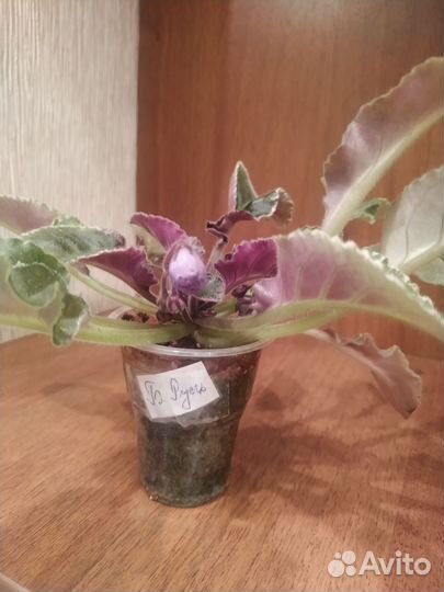 Сортовые фиалки