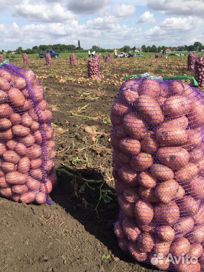 Продам картофель