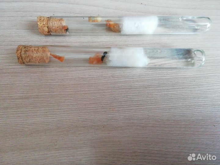 Матка муравья Lasius neglectus