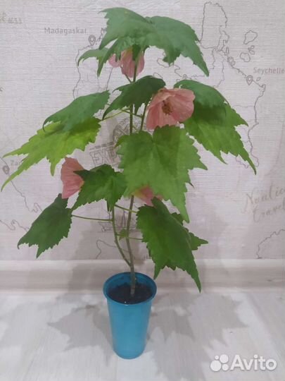 Излишки комнатных растений