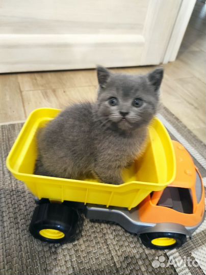 Шотландские котята