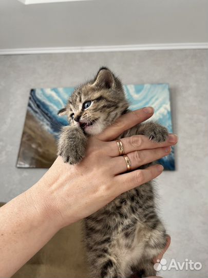 Британский котенок