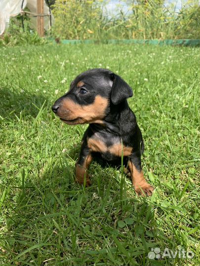 Цвергпинчер