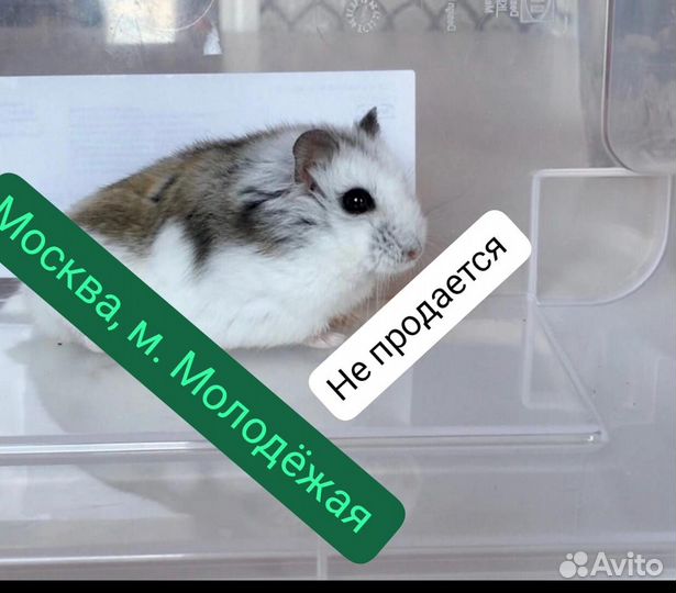 Джунгарский хомяк империал мандарин и стандарт