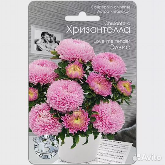 Астра китайская Хризантелла Элвис