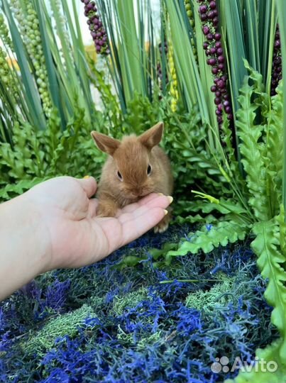 Кролики домашние мини