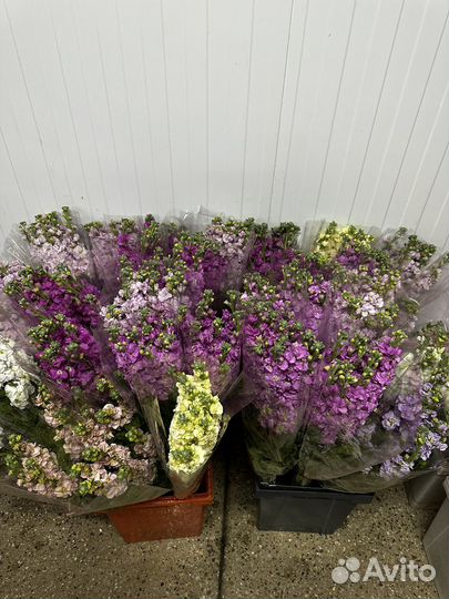 Цветы опт розница