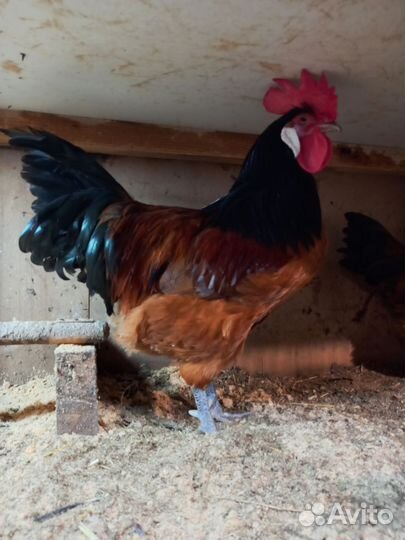 Яйца инкубационные брамы и других пород