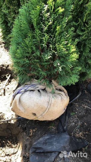 Туя Смарагд 220 см