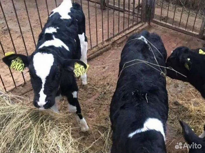 Бычки мясного направления, на откорм и племя