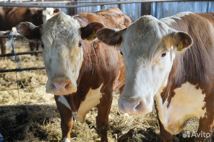 Коровы Герефорд класса класса элита и элита-рекорд