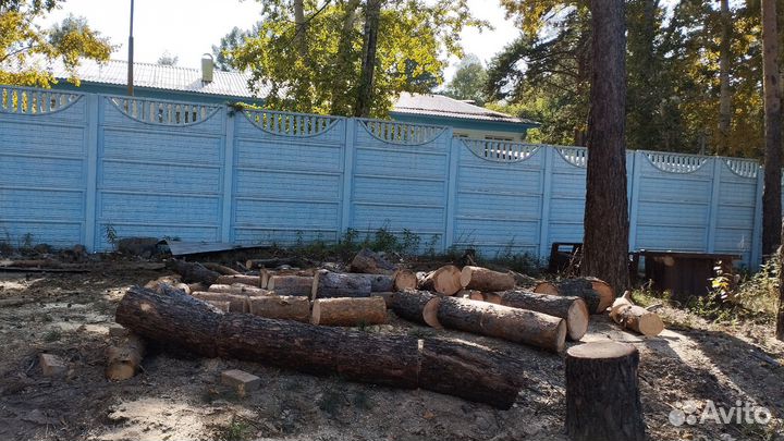 Спил и удаление деревьев любой сложности