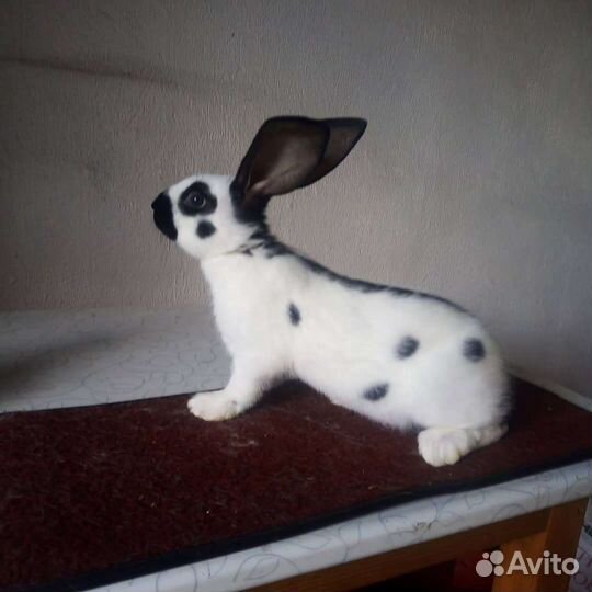 Чистопородные кролики