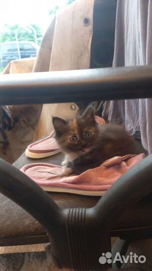 Кошка в дар бесплатно