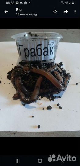 Черви для рыбалки,доставка по адресу