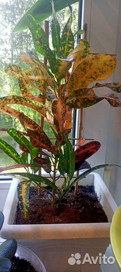 Кротон батик