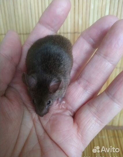 Кариковые декоративные мышки-малышки