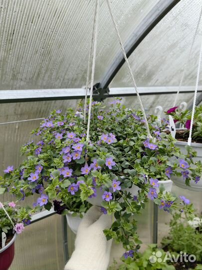 Бакопа в кашпо