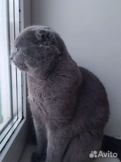 Вислоухий шотландец (скотишь фолд) на вязку