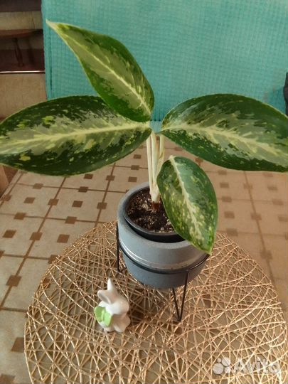 Аглаонема Вайт Рейн