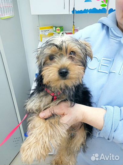 Йоркширский терьер мини