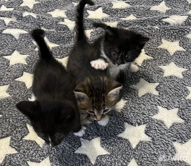 Котята в добрые руки