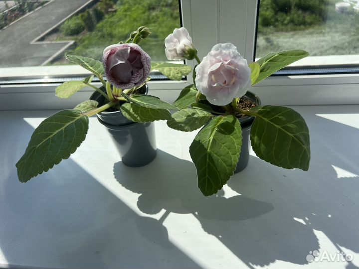 Глоксиния цветущая любая 250