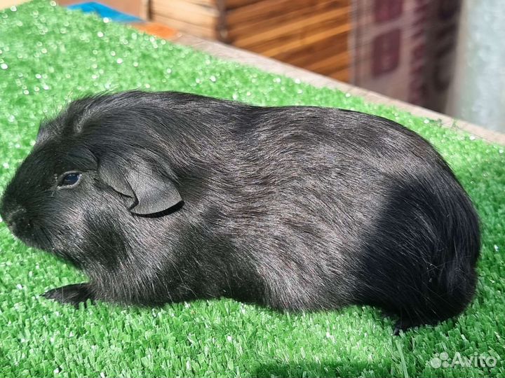 Морские свинки(мальчики и девочки)