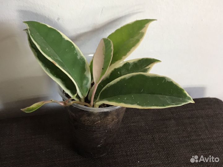 Хойи Кримсон Квин. Элиптика сплеш