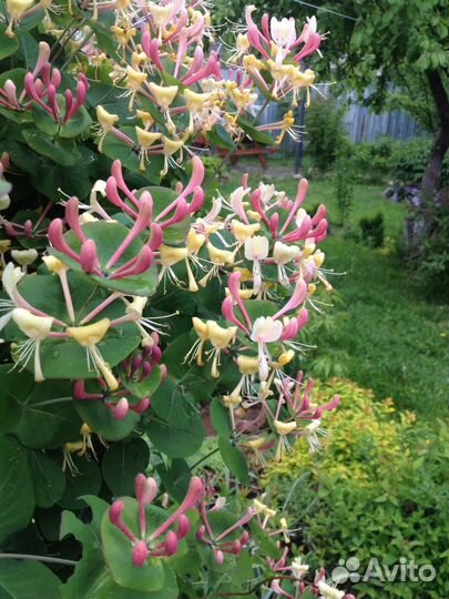 Жимолость каприфоль