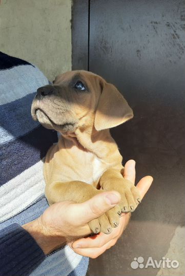 Щенки Кане Корсо