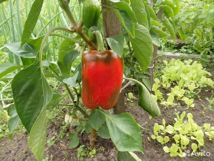 Продам рассаду перцев