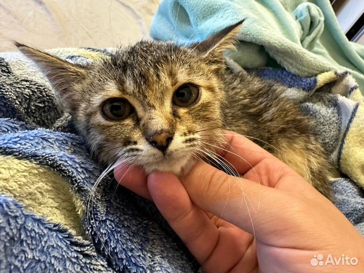 Кошка в дар