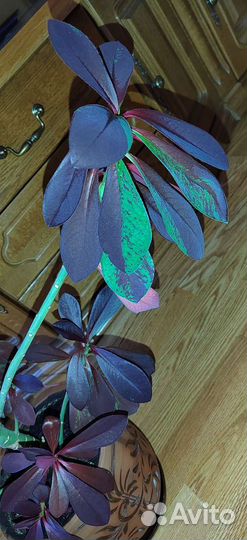 Синадениум