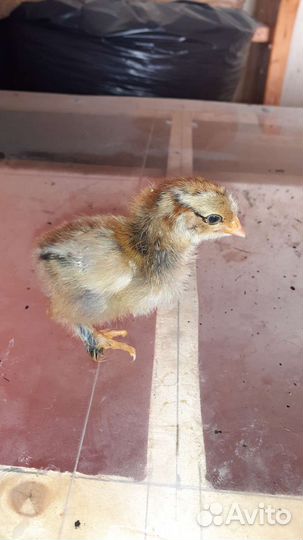 Цыплята брама