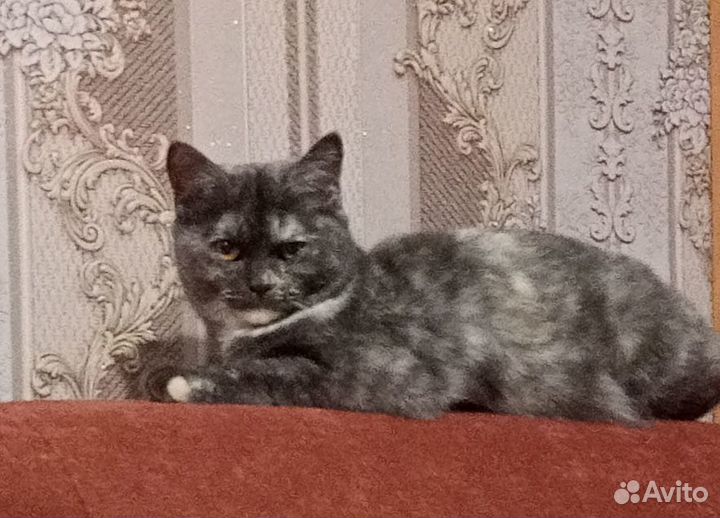 Британская кошка бесплатно