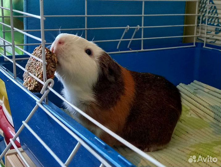 Передержка грызунов