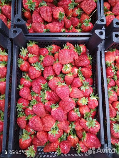 Клубника свежая