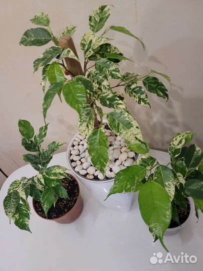 Сортовые фикусы